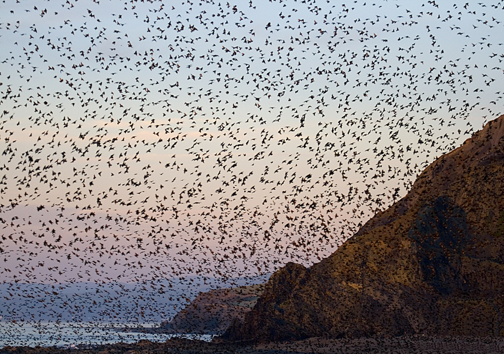 Starlings flocking just before Sunset in Aberystwyth