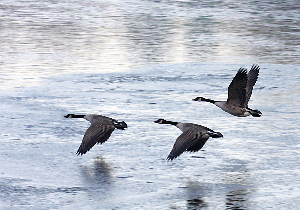 Canada Geese taking off over a Frozen Lake in Llandrindod Wells