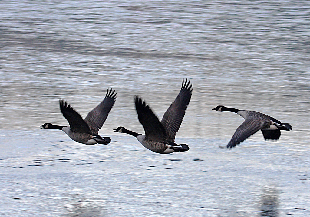 Canada Geese taking off over a frozen lake in Llandrindod Wells