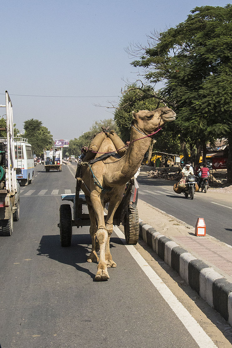 Camel and Cart in Ranthambore, India .