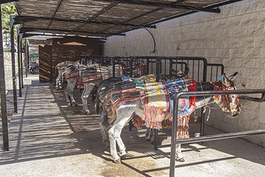 Donkeys resting in shade, Mijhas, Spain.